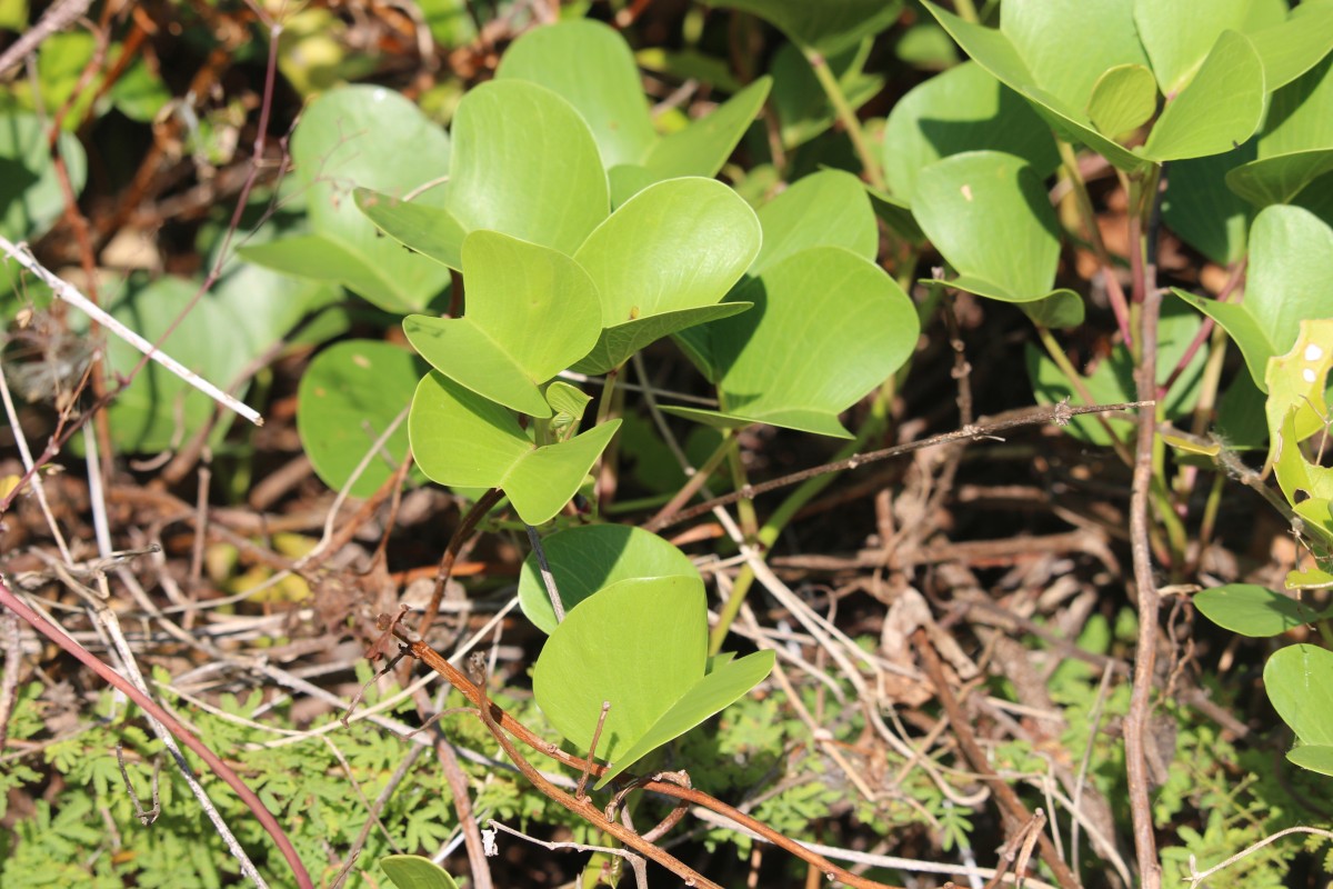 Ipomoea pes-caprae (L.) R.Br.